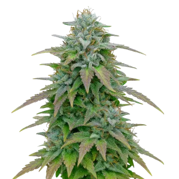 Purple Haze Auto cannabis plant