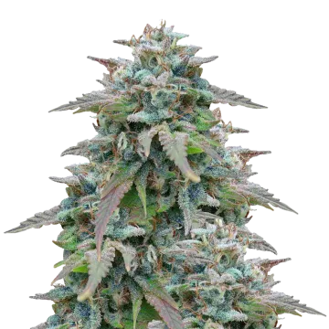 Purple Haze cannabis plant