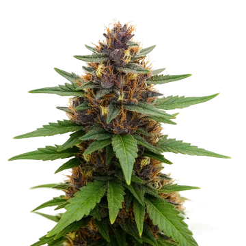 Purple Kush Auto cannabis plant