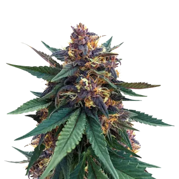 Purple Kush cannabis plant
