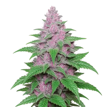 Purple Lemonade Auto cannabis plant