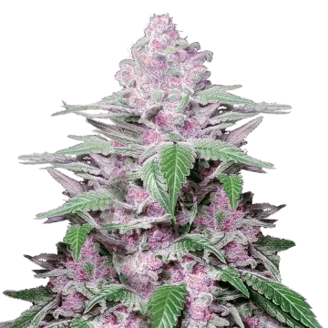 Purple Lemonade cannabis plant