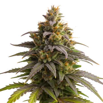 Purple Punch Auto