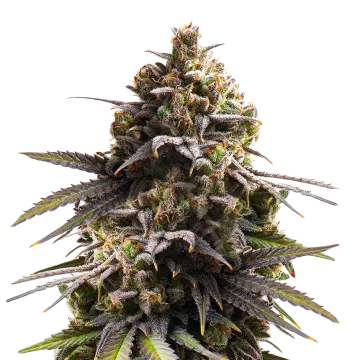 Purple Punch cannabis plant