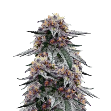 Purple Urkle Cannabispflanze
