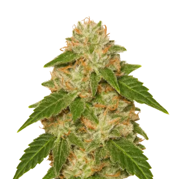 Rainbow Auto cannabis plant