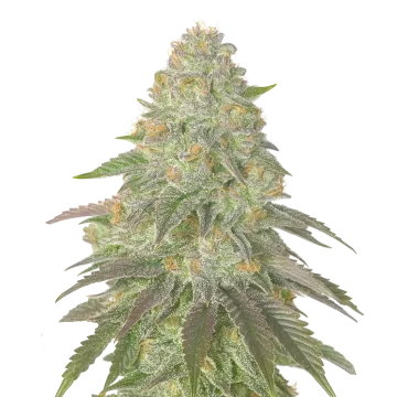 Rainbow Belts cannabis plant