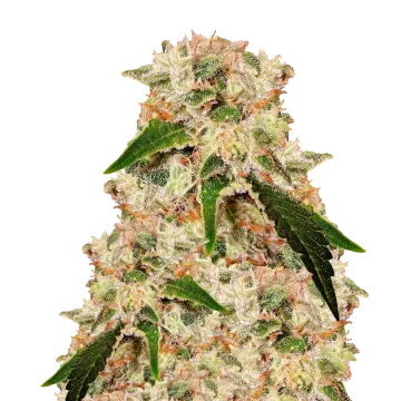Rainbow cannabis plant