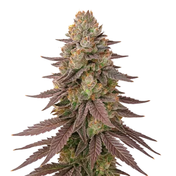 Red Devil Auto cannabis plant