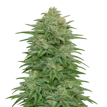 Romulan cannabis plant