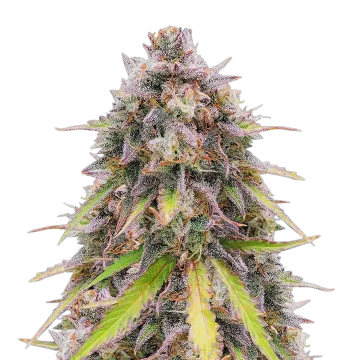 RS11 cannabis plant