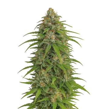 Runtz Auto cannabis plant