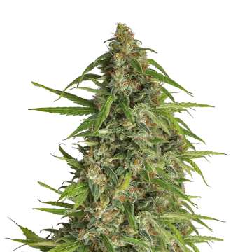 Runtz cannabis plant