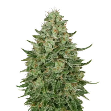 Santa Maria Auto Cannabispflanze