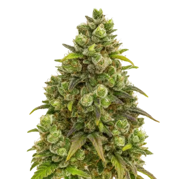 Sexxpot Auto cannabis plant