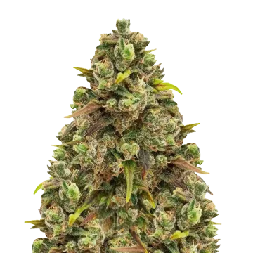 Sexxpot