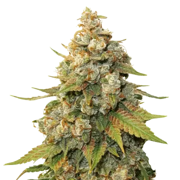 Shiskaberry cannabis plant
