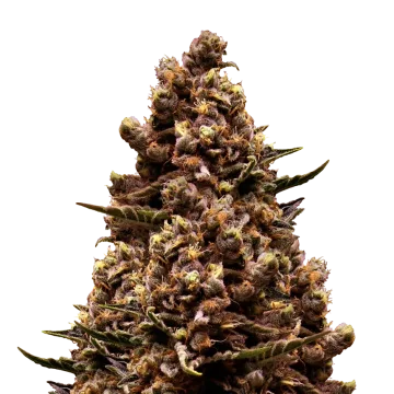 Sirius Black cannabis plant