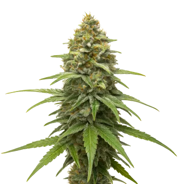 Skunk #1 cannabis plant