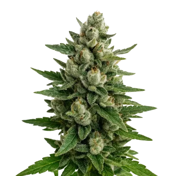 Skywalker OG Auto