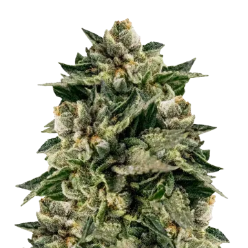 Skywalker OG cannabis plant