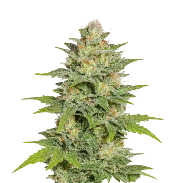 Sleepy Joe OG Auto cannabis plant