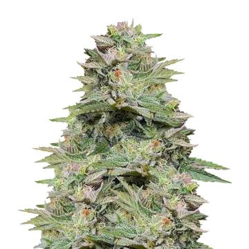 Sleepy Joe OG cannabis plant