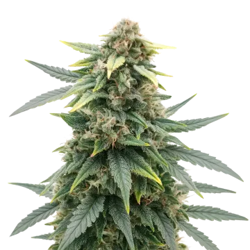 Slurricane
