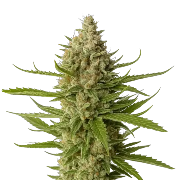 Snoop Dogg OG cannabis plant