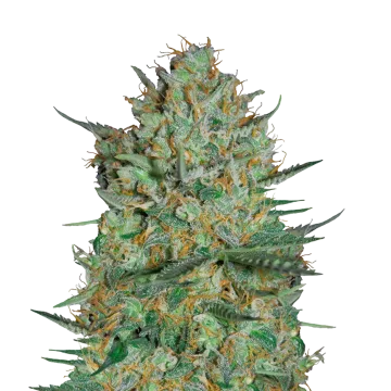Snow White