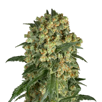 Somango XXL cannabis plant