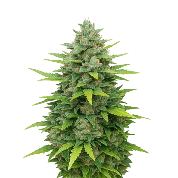 Sour Diesel Auto cannabis plant