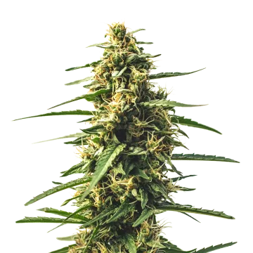 Sour Tsunami CBD