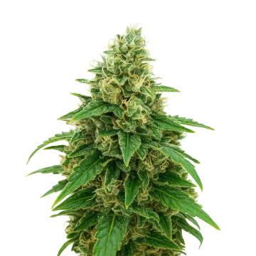 Stardawg Auto cannabis plant