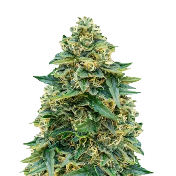 Stardawg cannabis plant