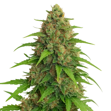 Strawberry Banana Auto cannabis plant
