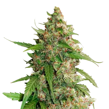 Strawberry Banana cannabis plant