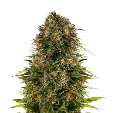 Strawberry CBD cannabis plant