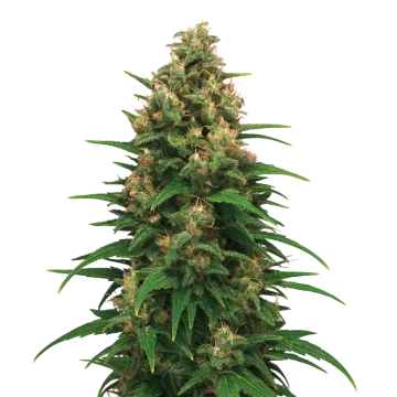 Strawberry Cough Auto Cannabispflanze