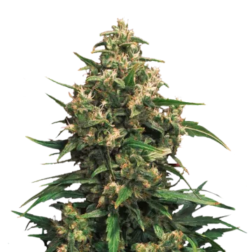 Strawberry Cough cannabis plant