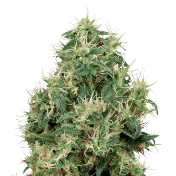 Strawberry Kush cannabis plant
