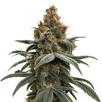 Sundae Driver cannabis plant