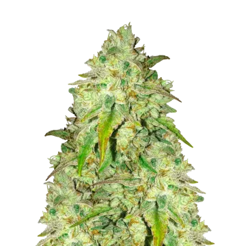 Sunset Sherbet