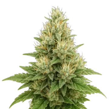 Super Boof Auto Cannabispflanze