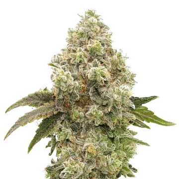 Super Boof cannabis plant