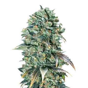 Super Glue cannabis plant