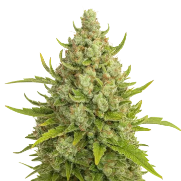 Super Lemon Haze Auto cannabis plant