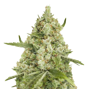 Super Lemon Haze cannabis plant