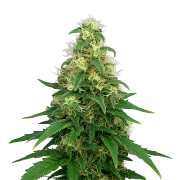 Super Silver Haze Auto cannabis plant