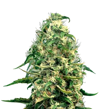 Super Silver Haze